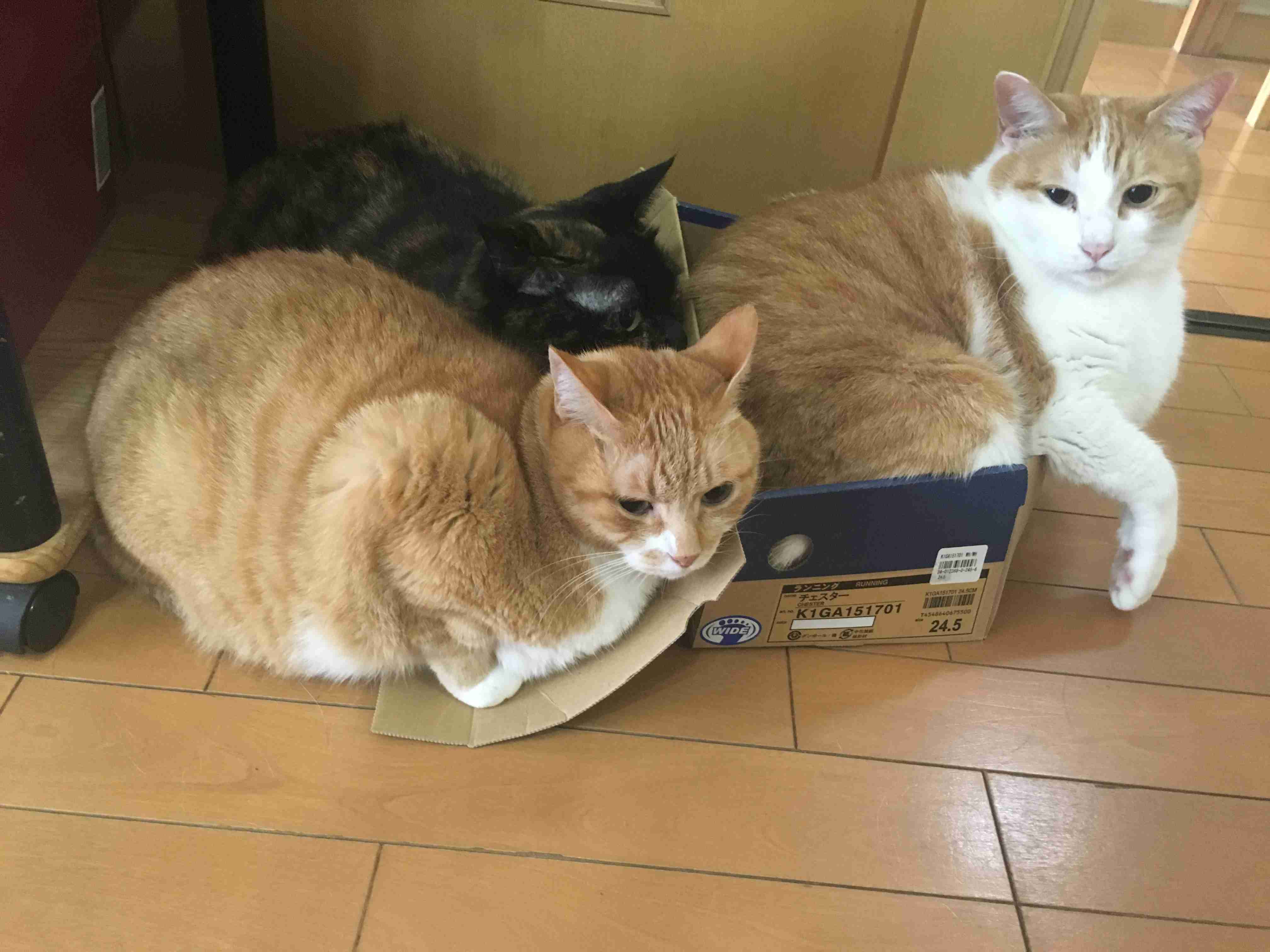 ペットの写真を貼っていくトピ