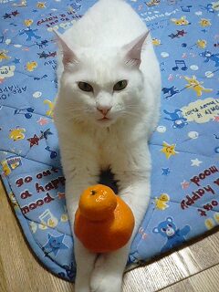 ペットの写真を貼っていくトピ