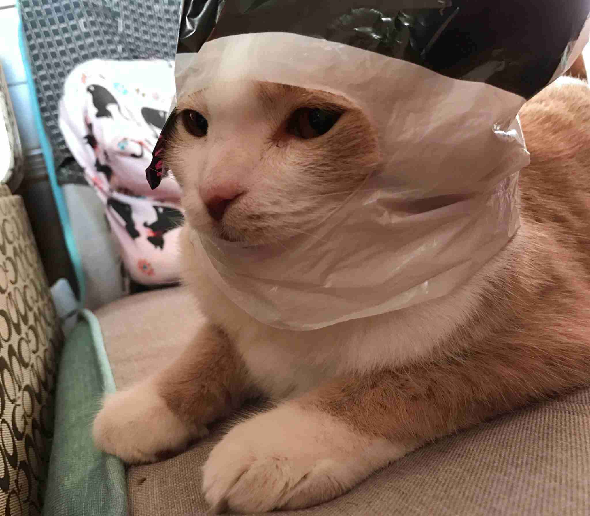 ペットの写真を貼っていくトピ