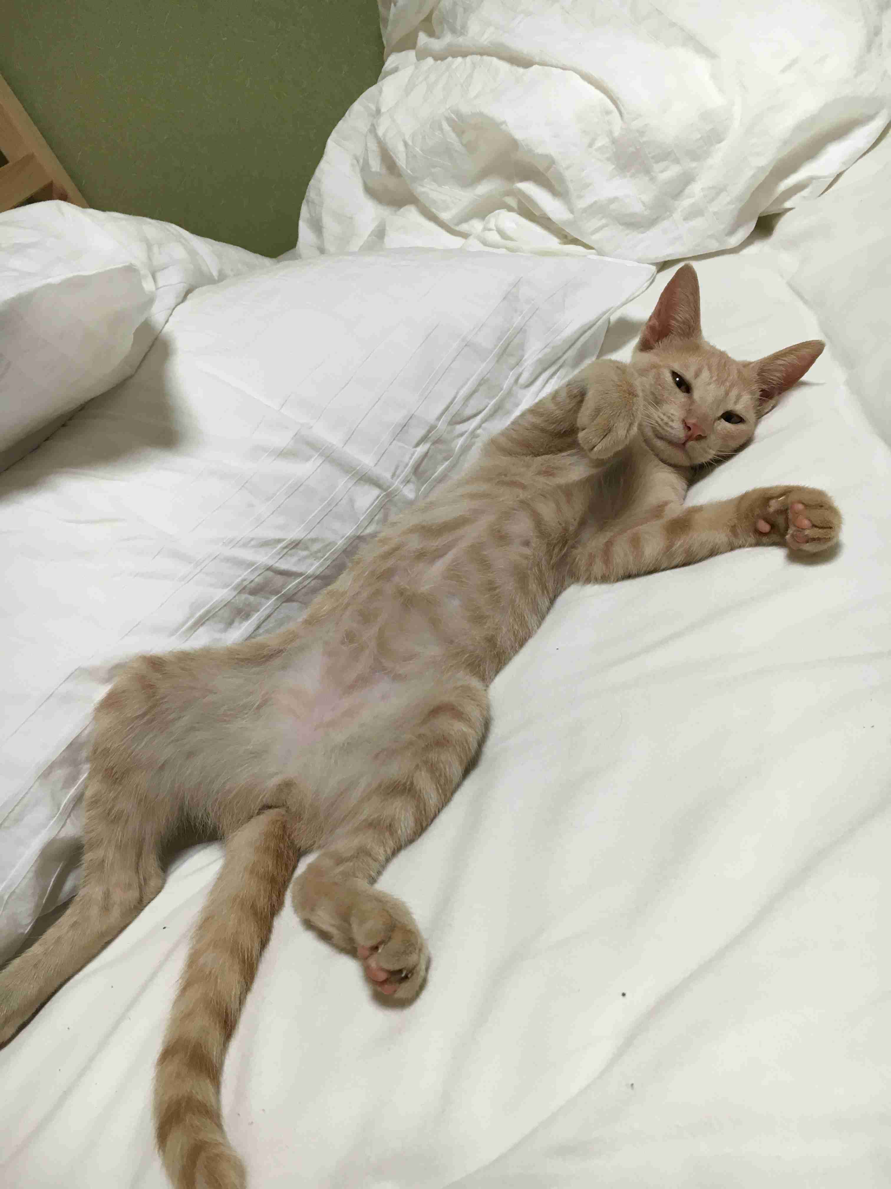 ペットの写真を貼っていくトピ