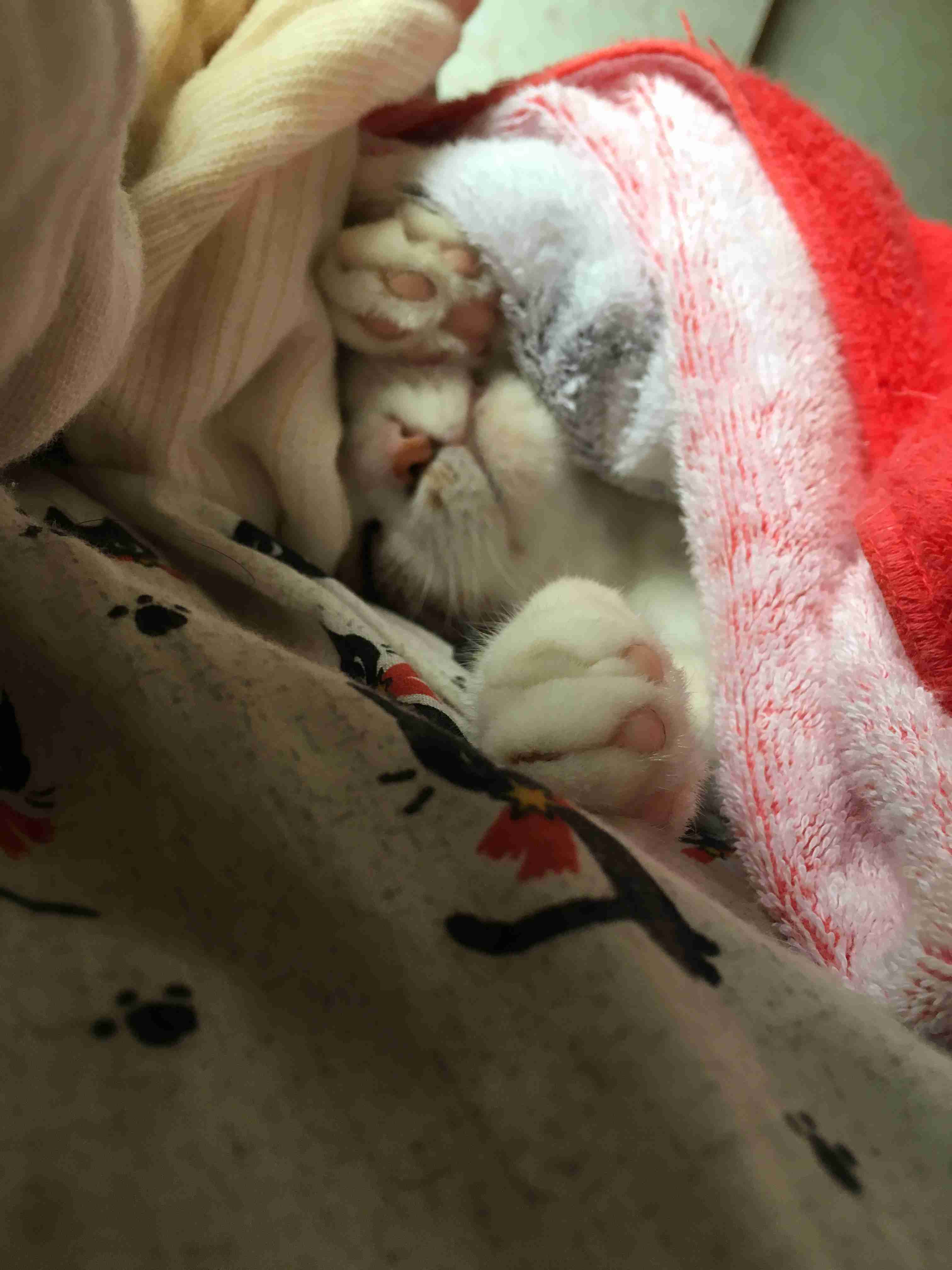 ペットの写真を貼っていくトピ