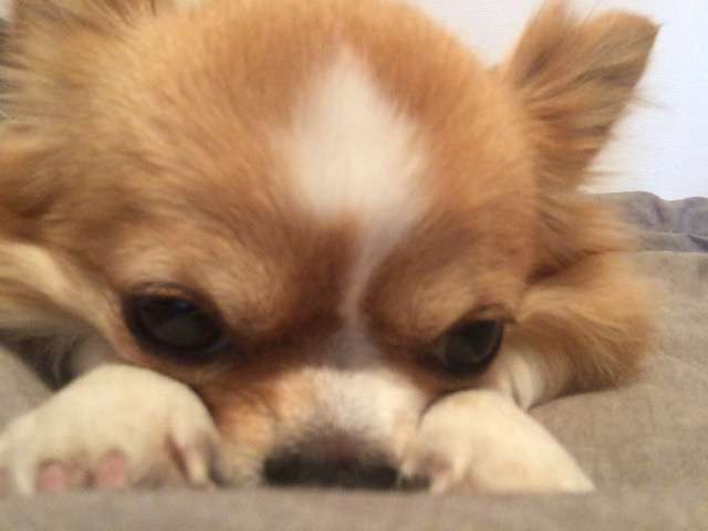 ペットの写真を貼っていくトピ
