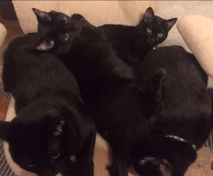 ペットの写真を貼っていくトピ