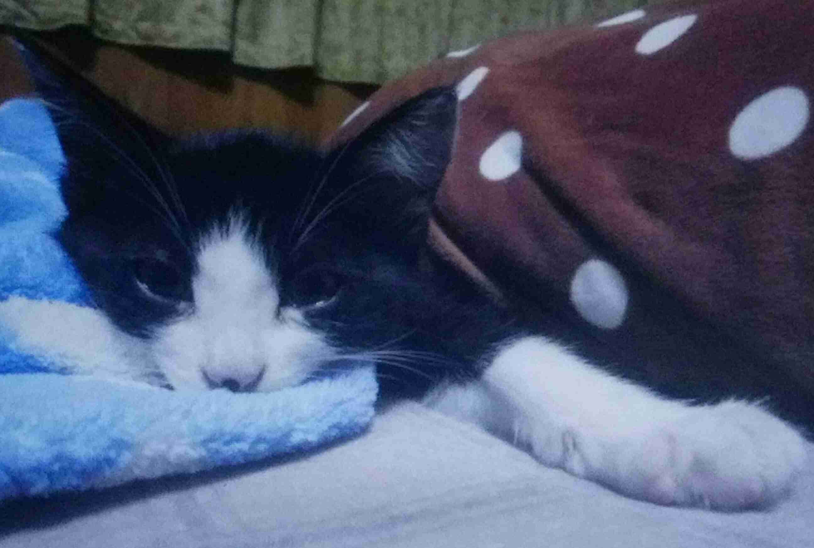 ペットの写真を貼っていくトピ