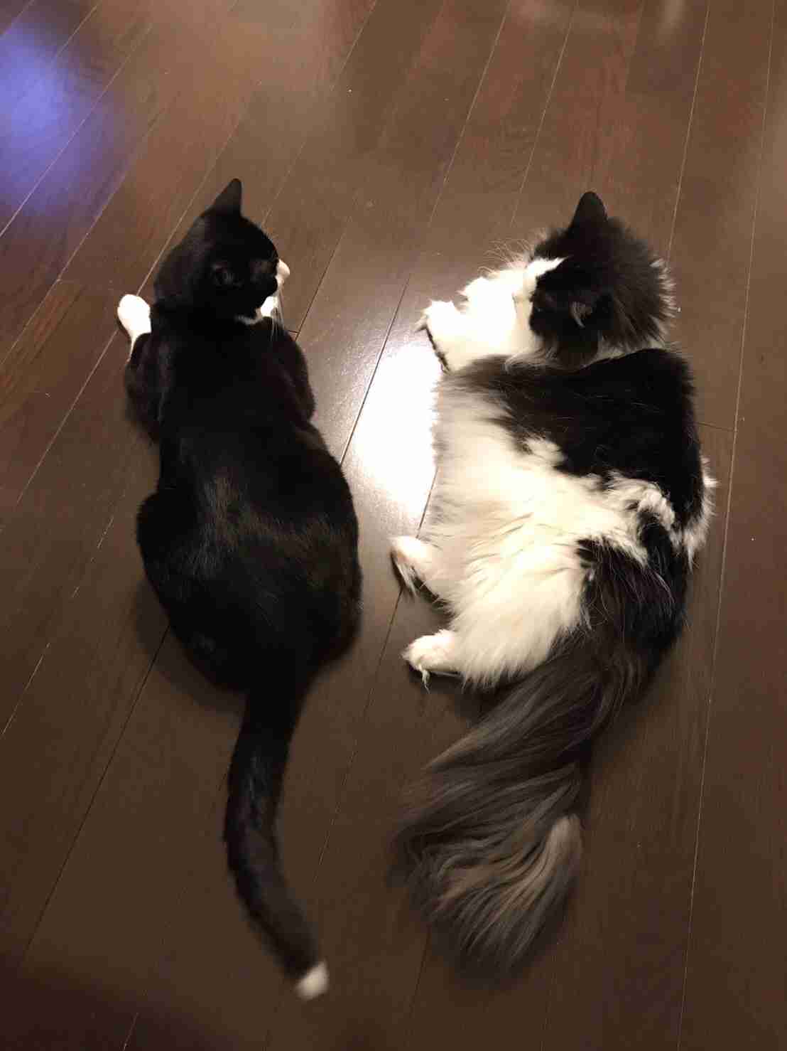 ペットの写真を貼っていくトピ