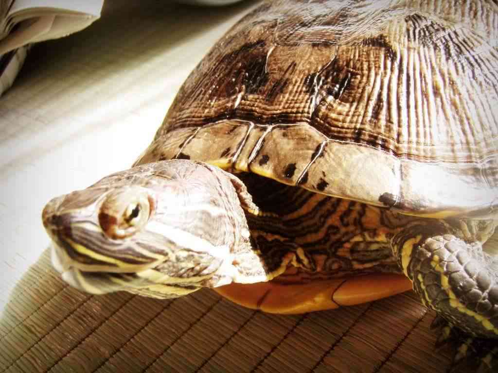 ペットの写真を貼っていくトピ