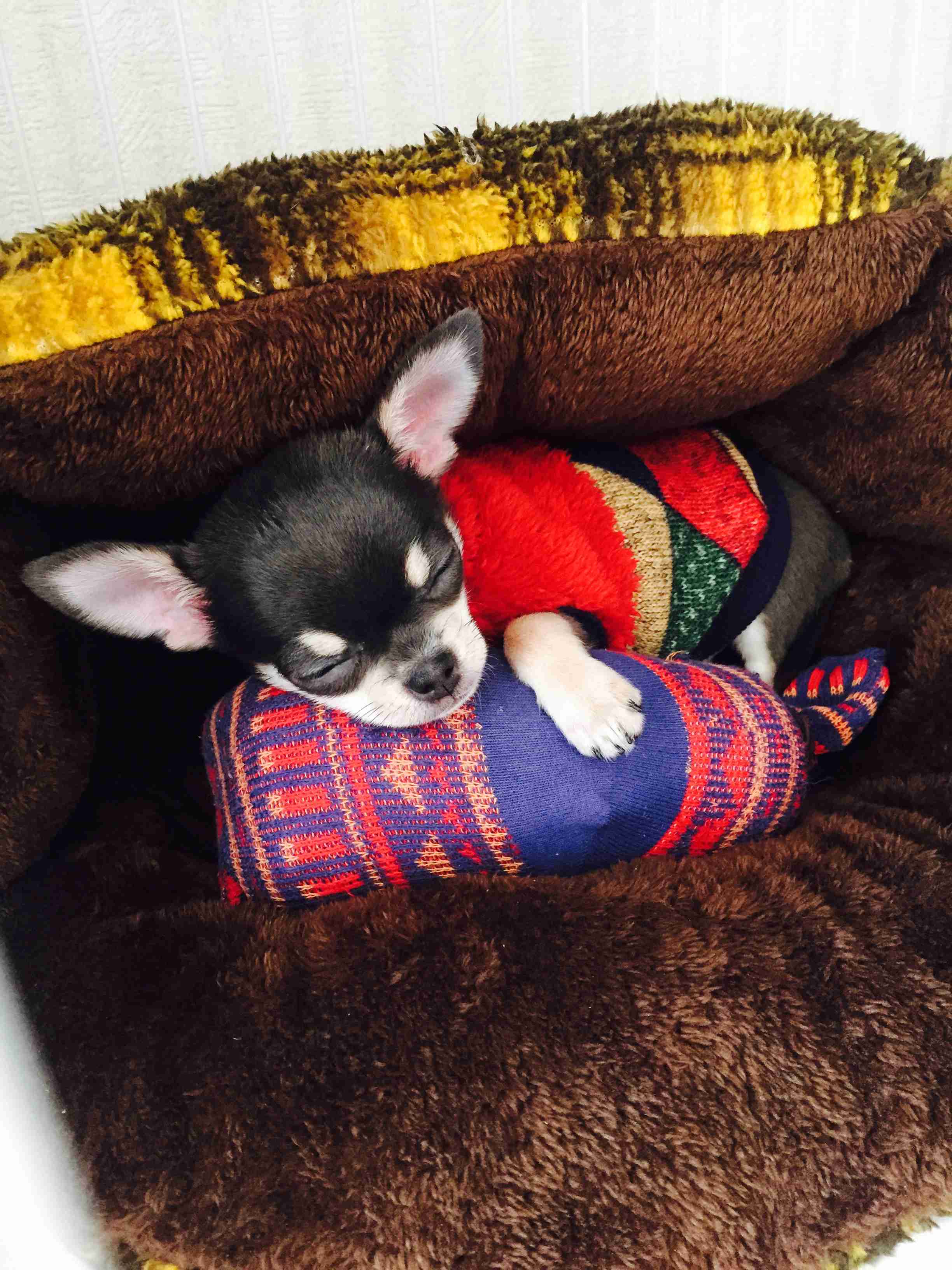 ペットの写真を貼っていくトピ