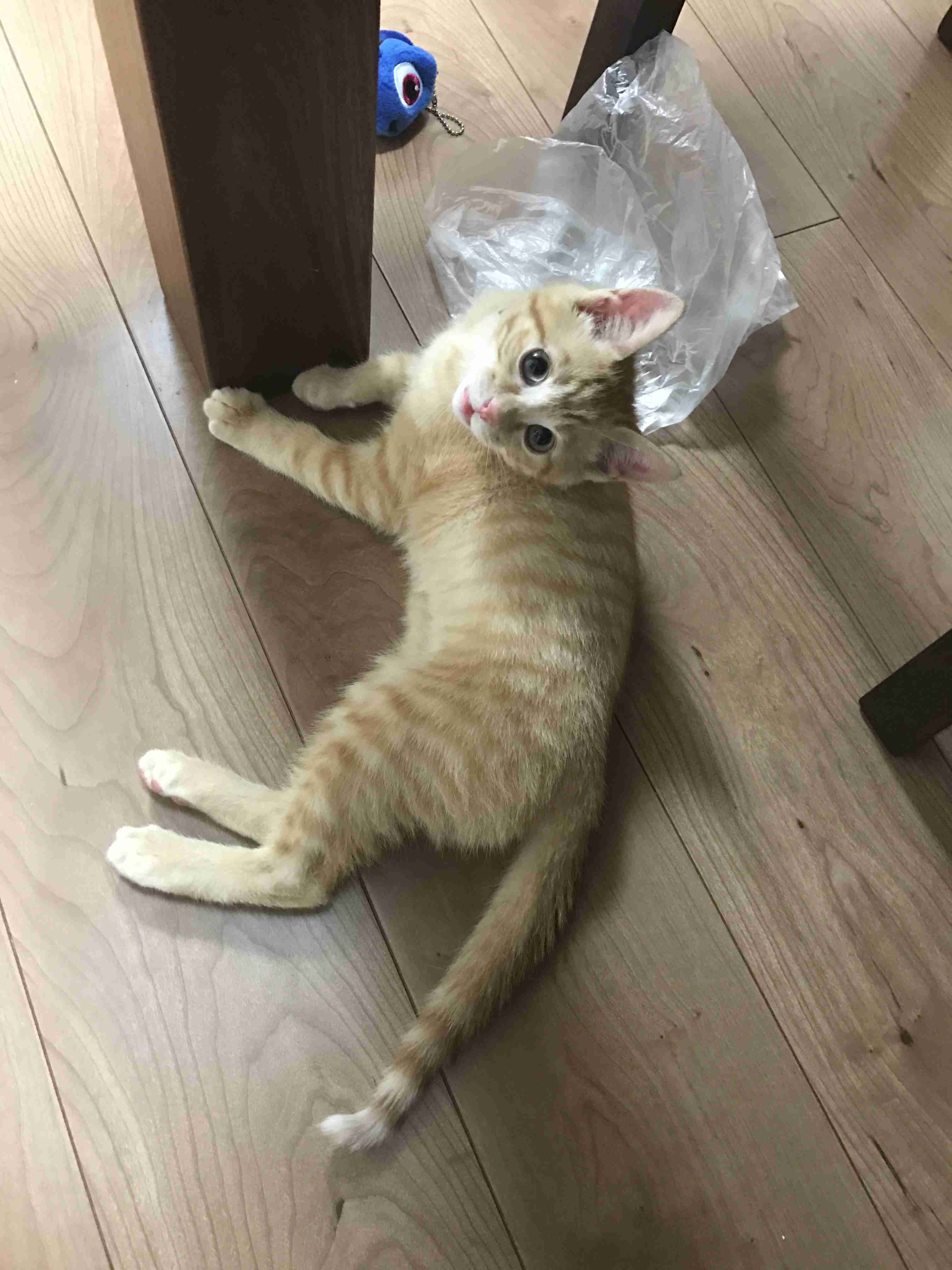 ペットの写真を貼っていくトピ