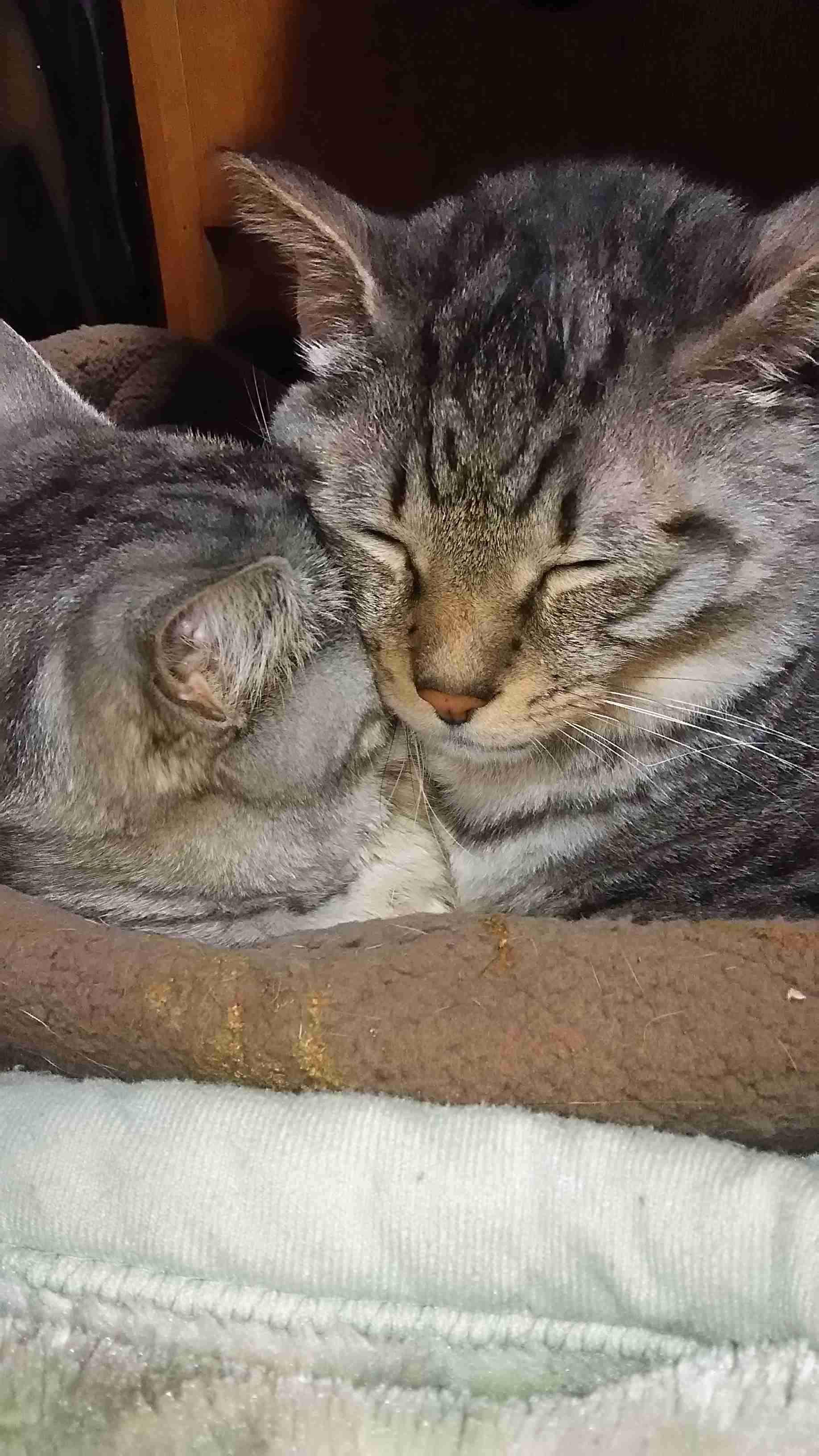 ペットの写真を貼っていくトピ