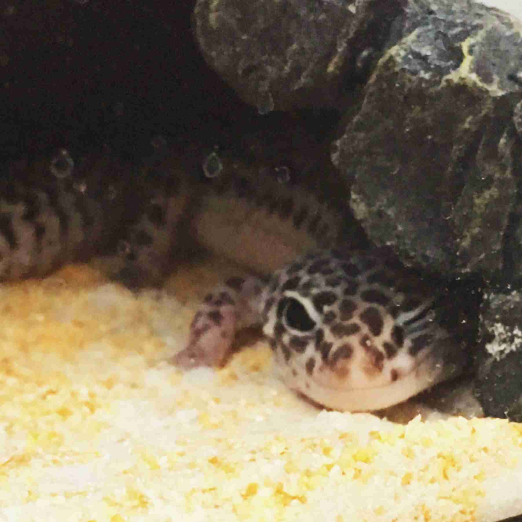 ペットの写真を貼っていくトピ