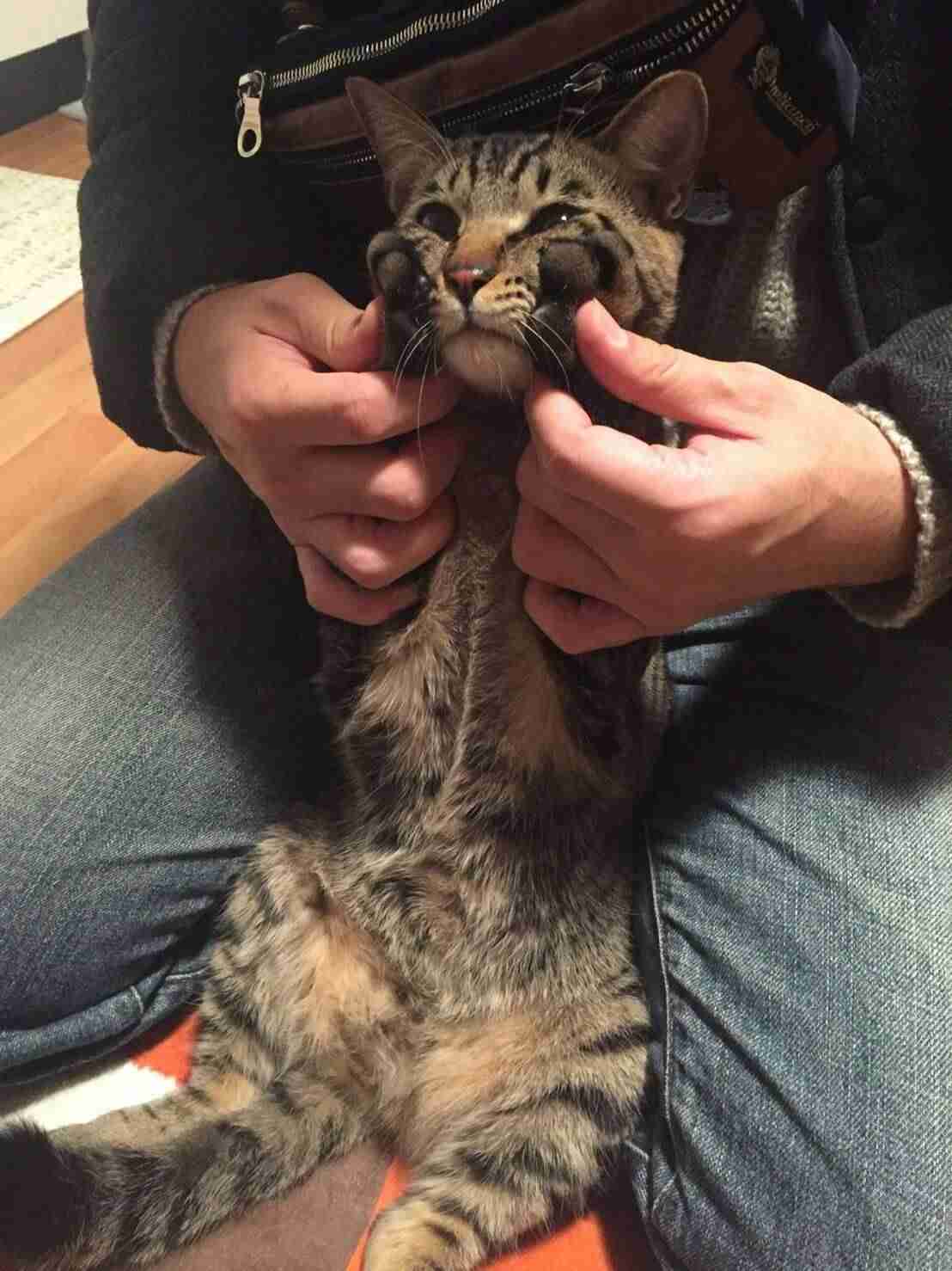 ペットの写真を貼っていくトピ
