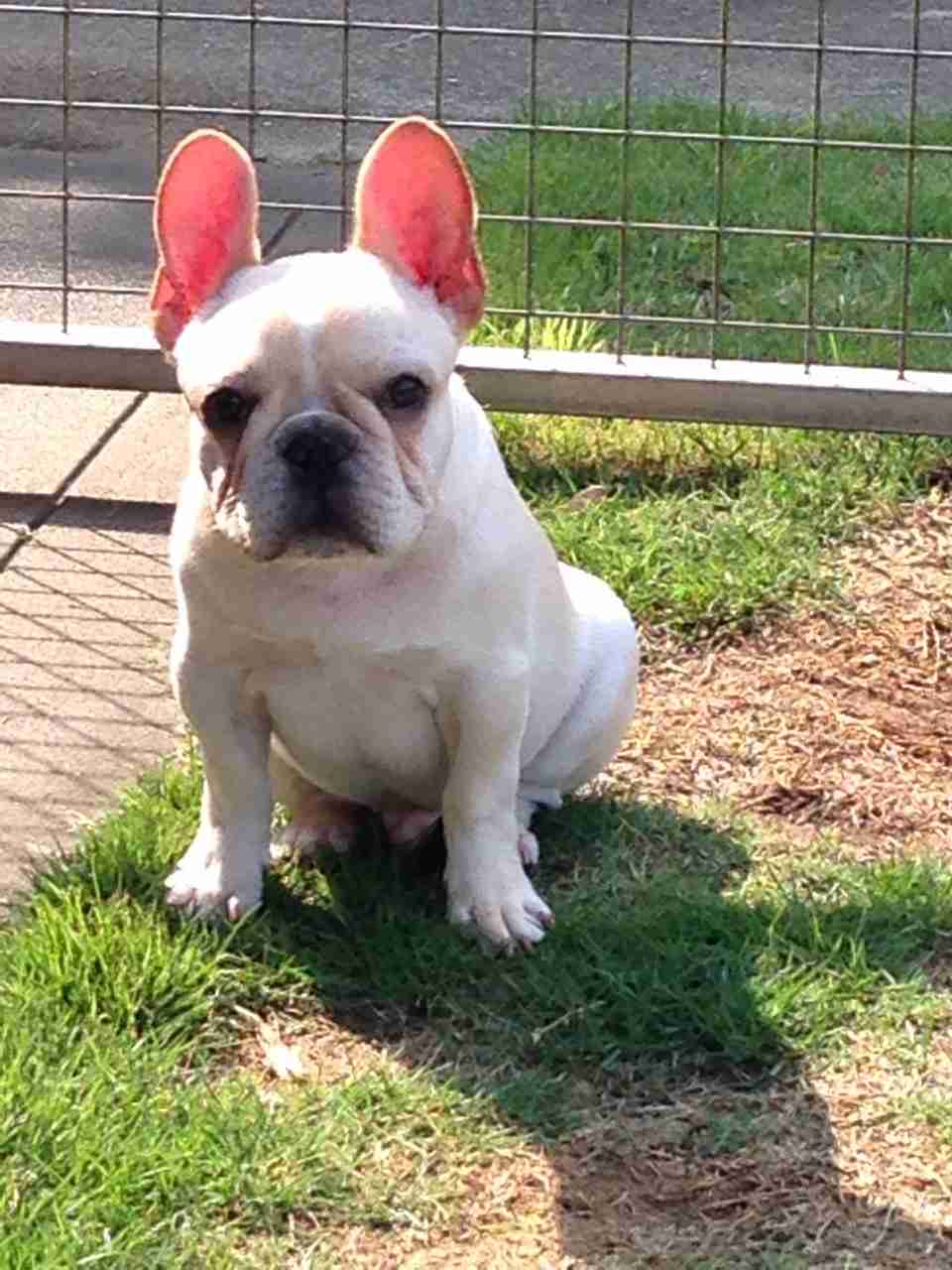 ペットの写真を貼っていくトピ