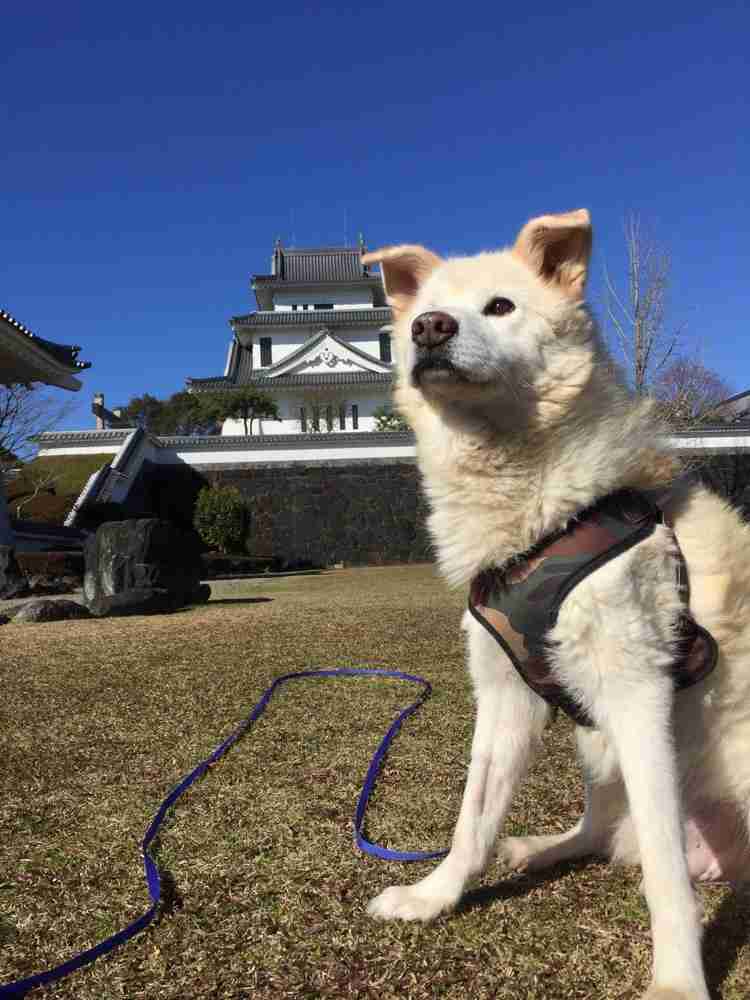 ペットの写真を貼っていくトピ