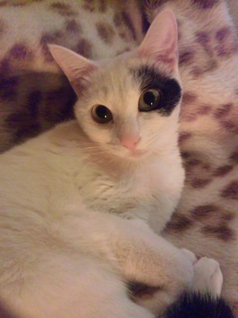 ペットの写真を貼っていくトピ