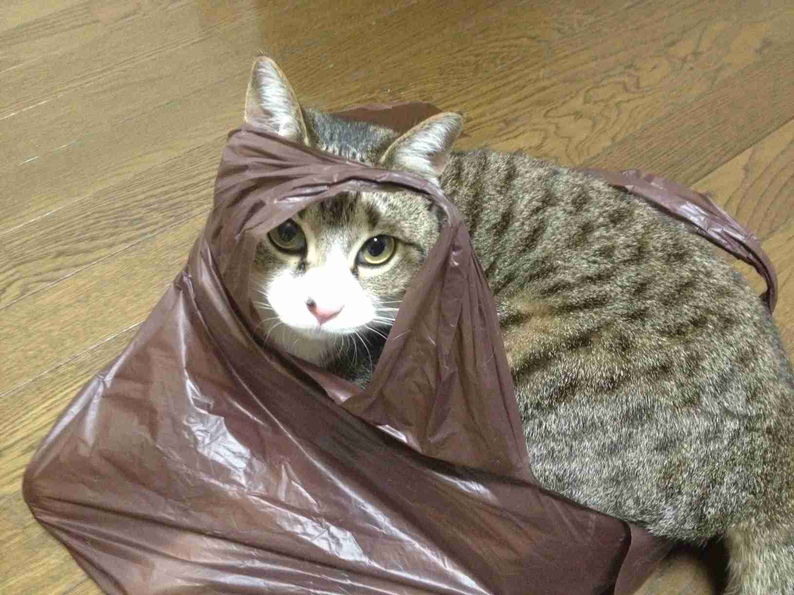 ペットの写真を貼っていくトピ