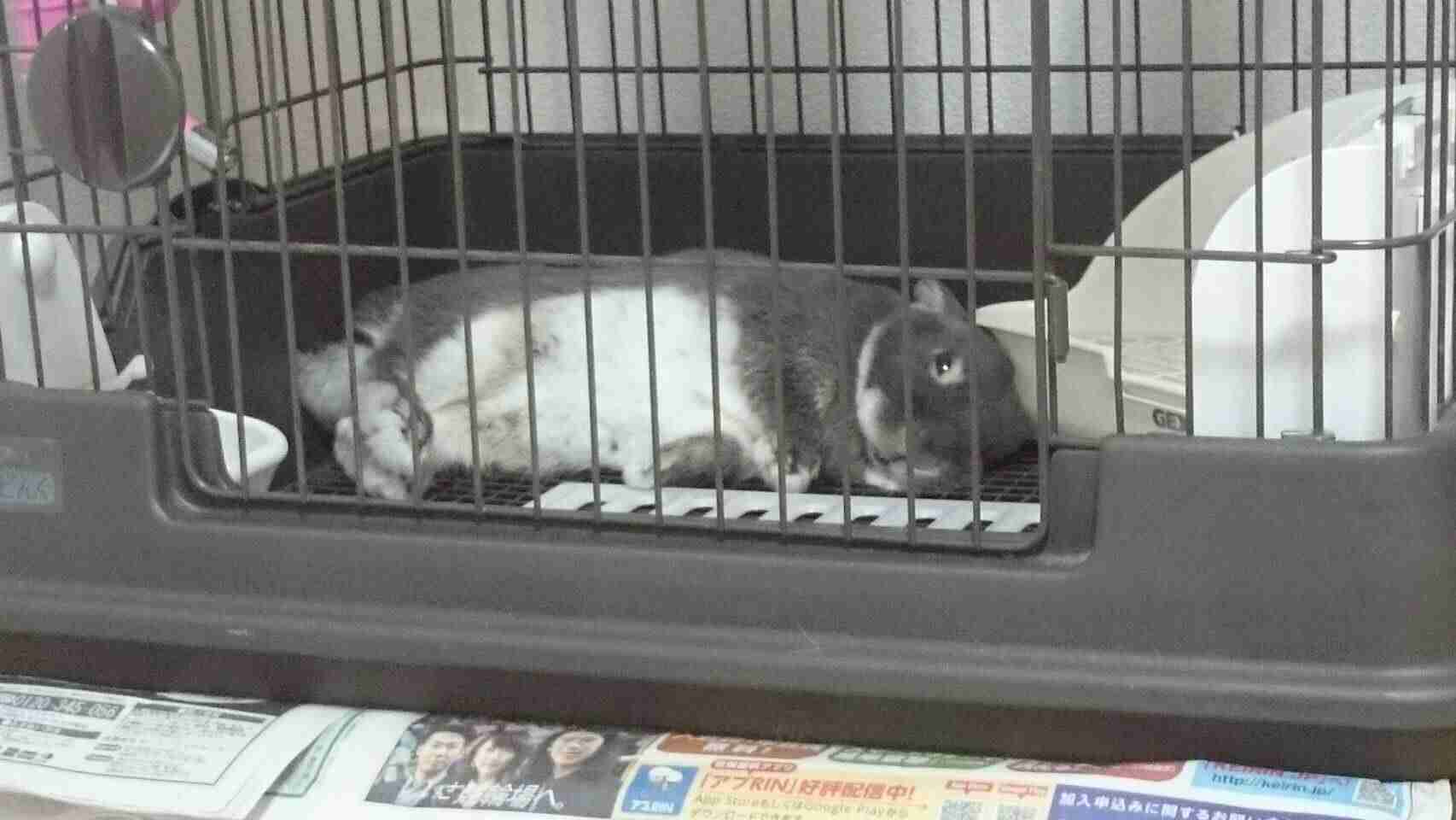 ペットの写真を貼っていくトピ