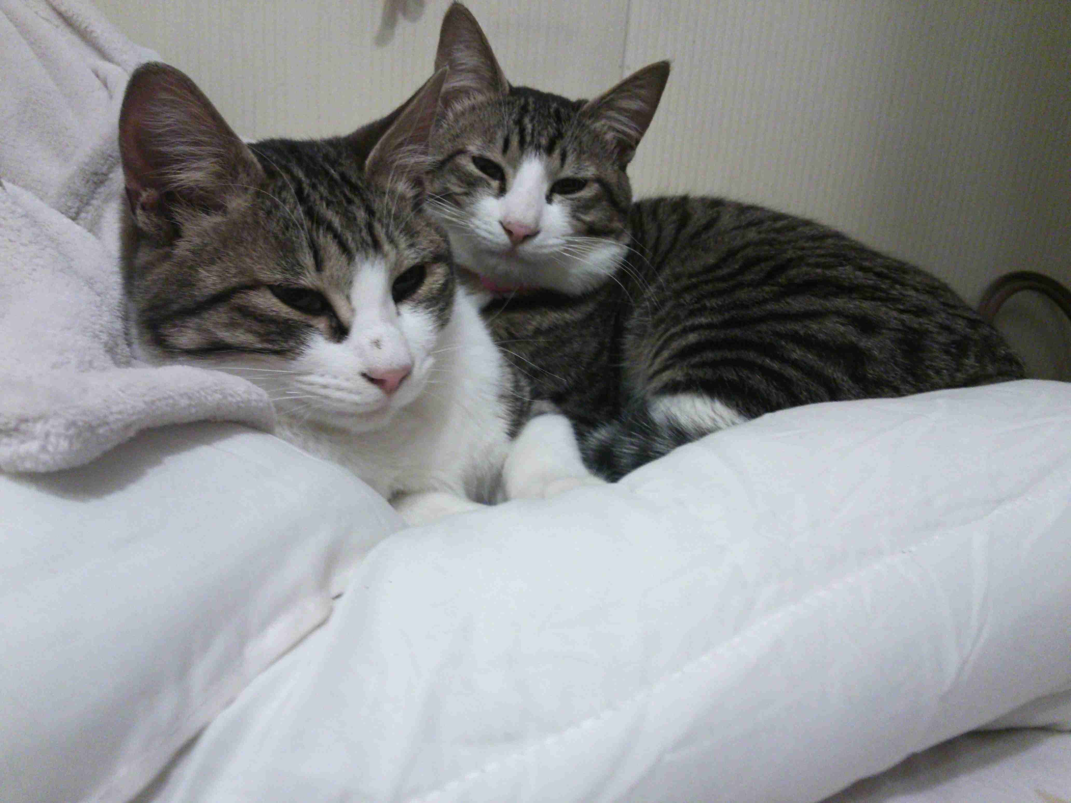 ペットの写真を貼っていくトピ