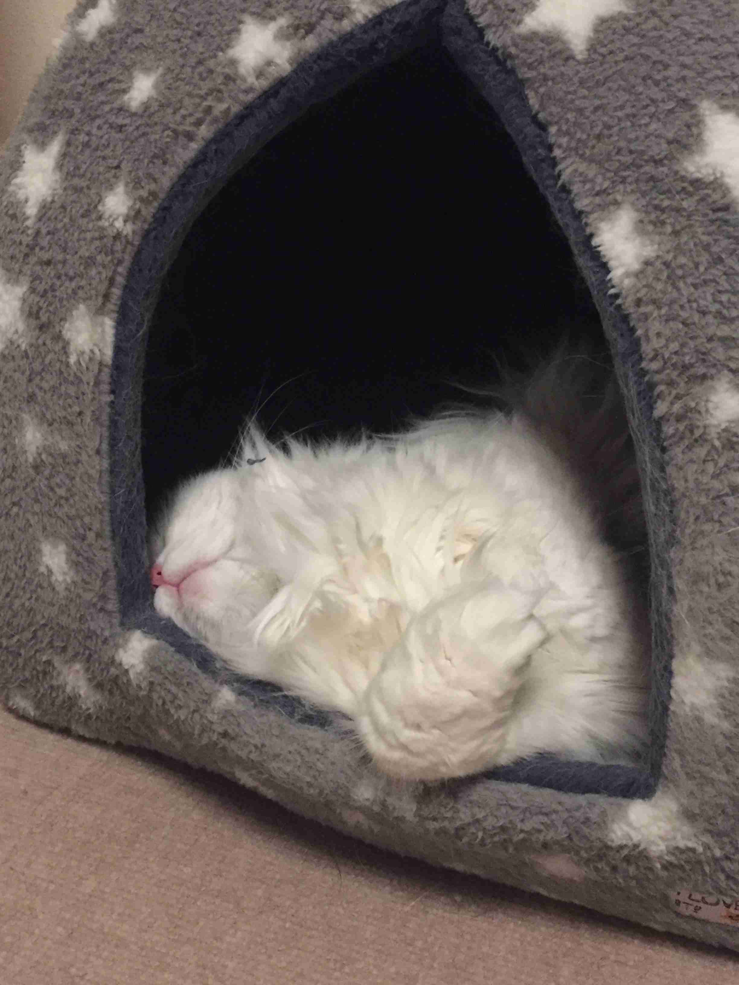 ペットの写真を貼っていくトピ