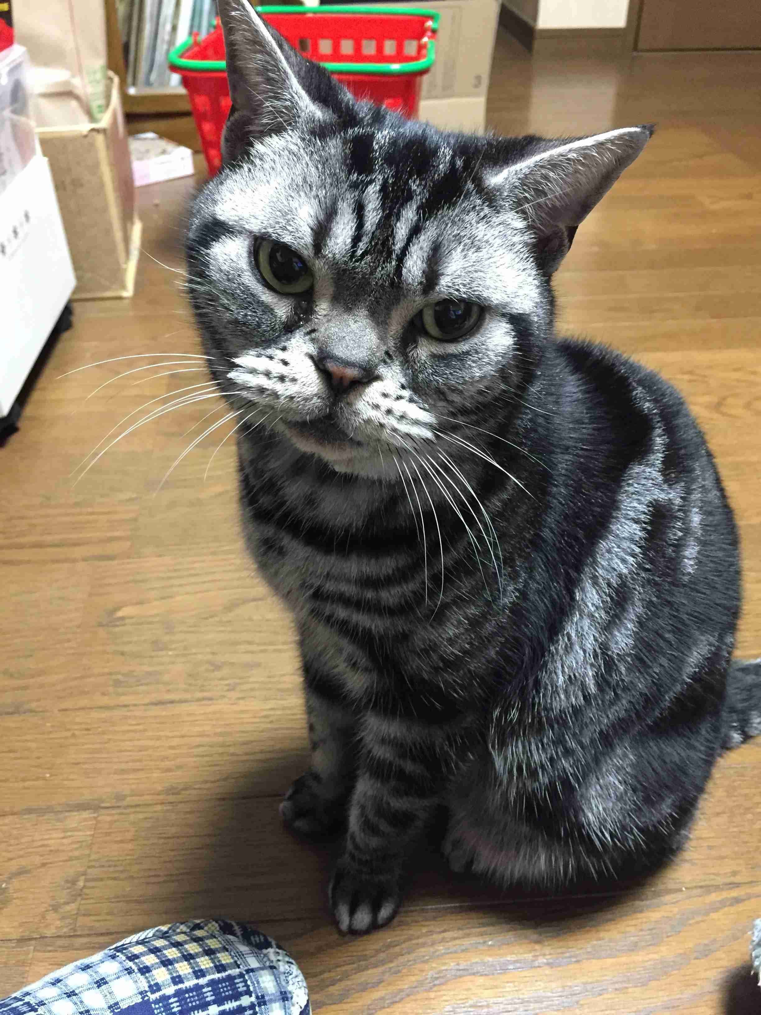 ペットの写真を貼っていくトピ