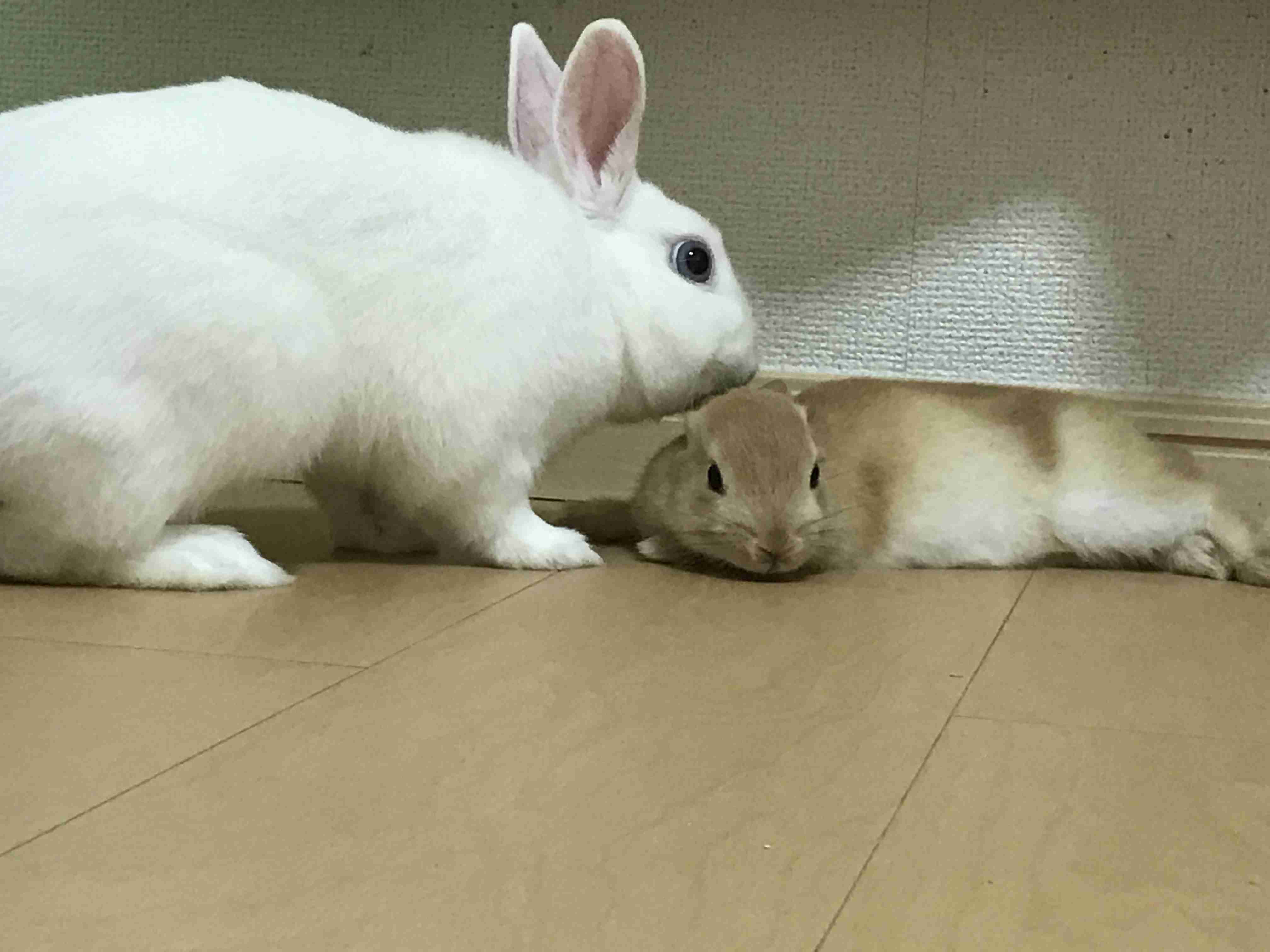 ペットの写真を貼っていくトピ