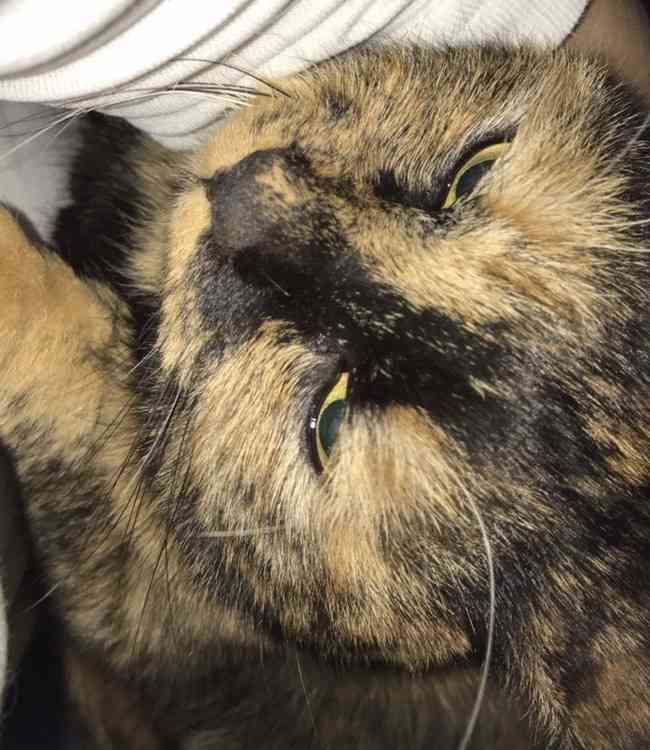 ペットの写真を貼っていくトピ