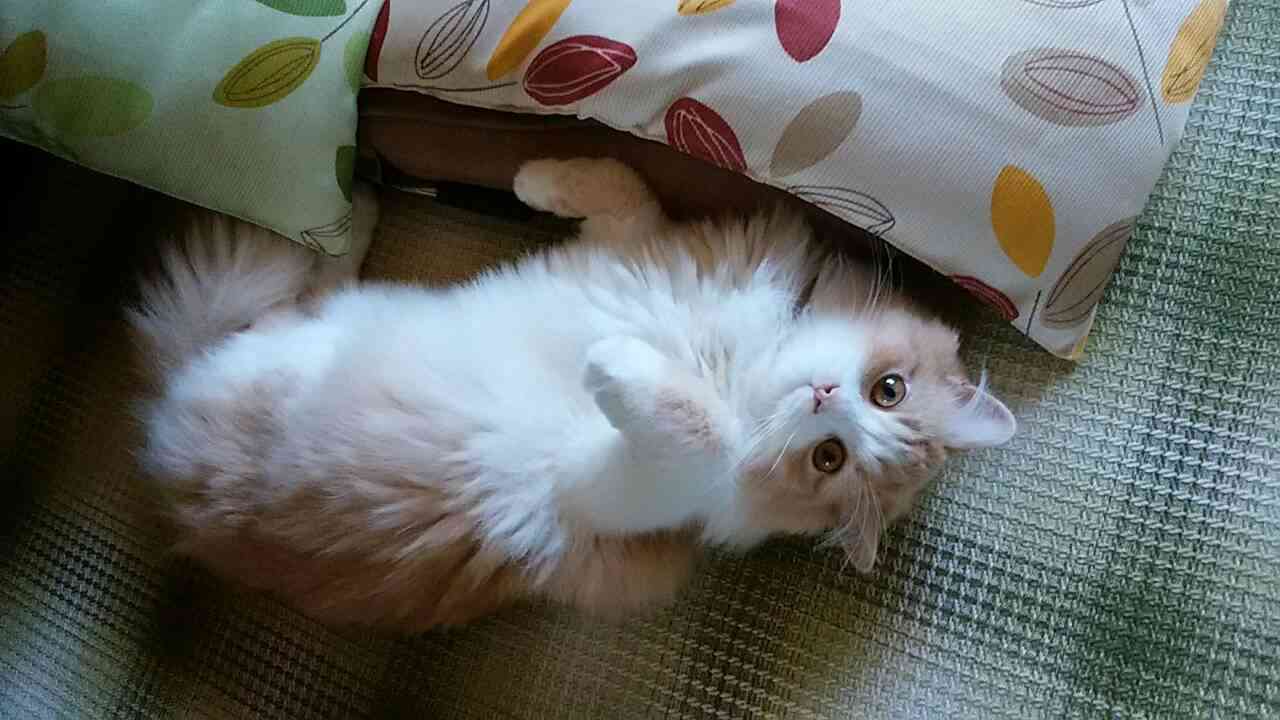 ペットの写真を貼っていくトピ