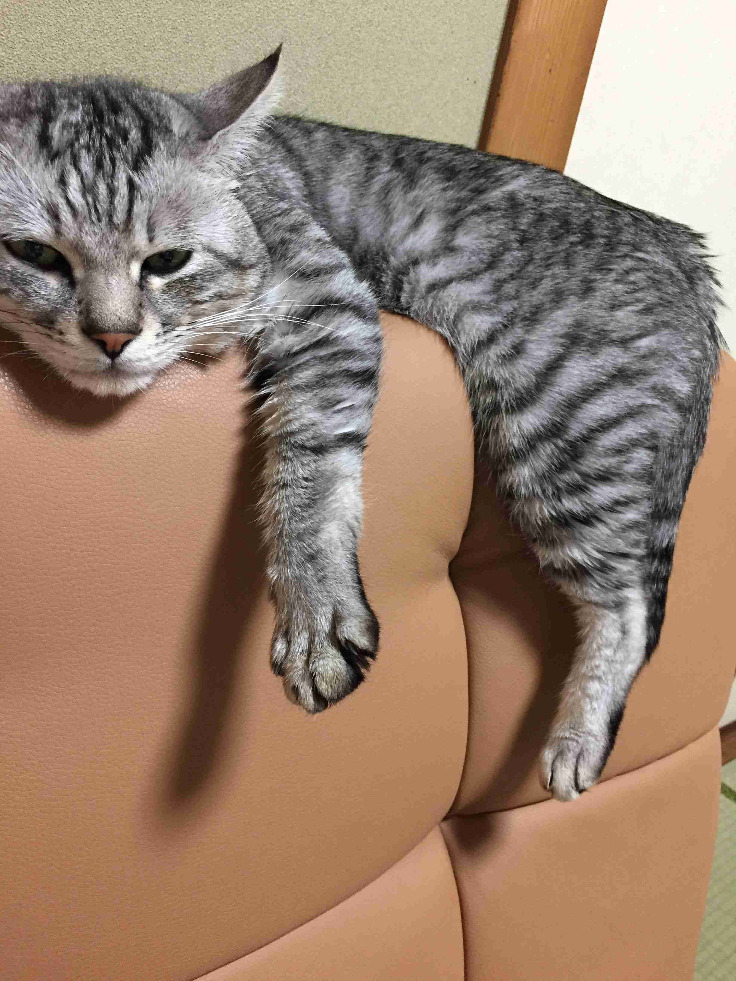 ペットの写真を貼っていくトピ