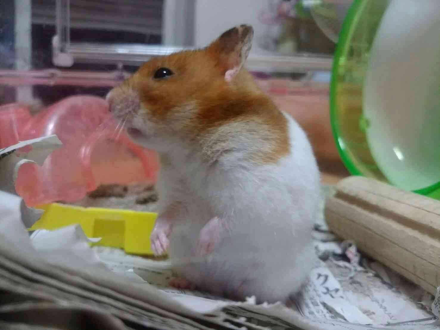ペットの写真を貼っていくトピ