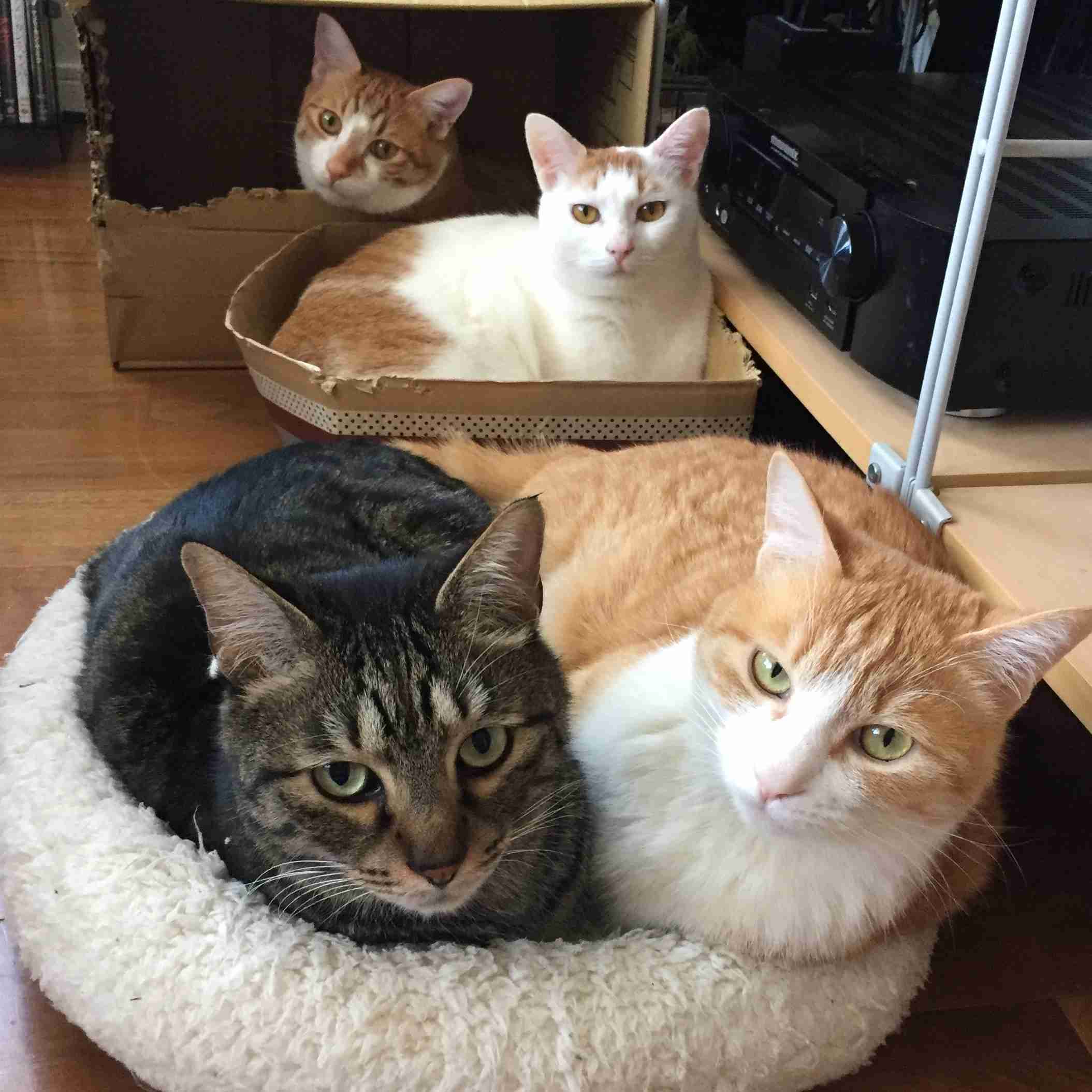 ペットの写真を貼っていくトピ