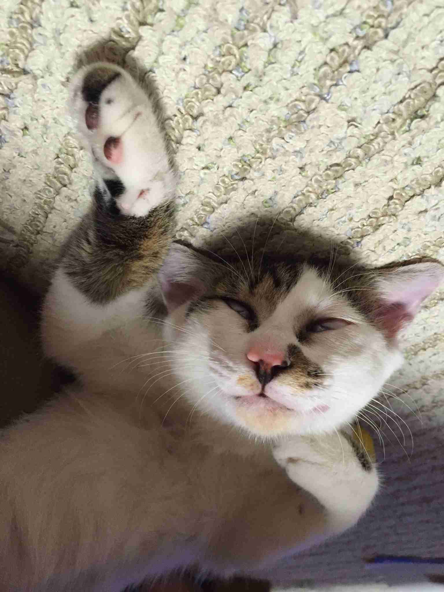 ペットの写真を貼っていくトピ