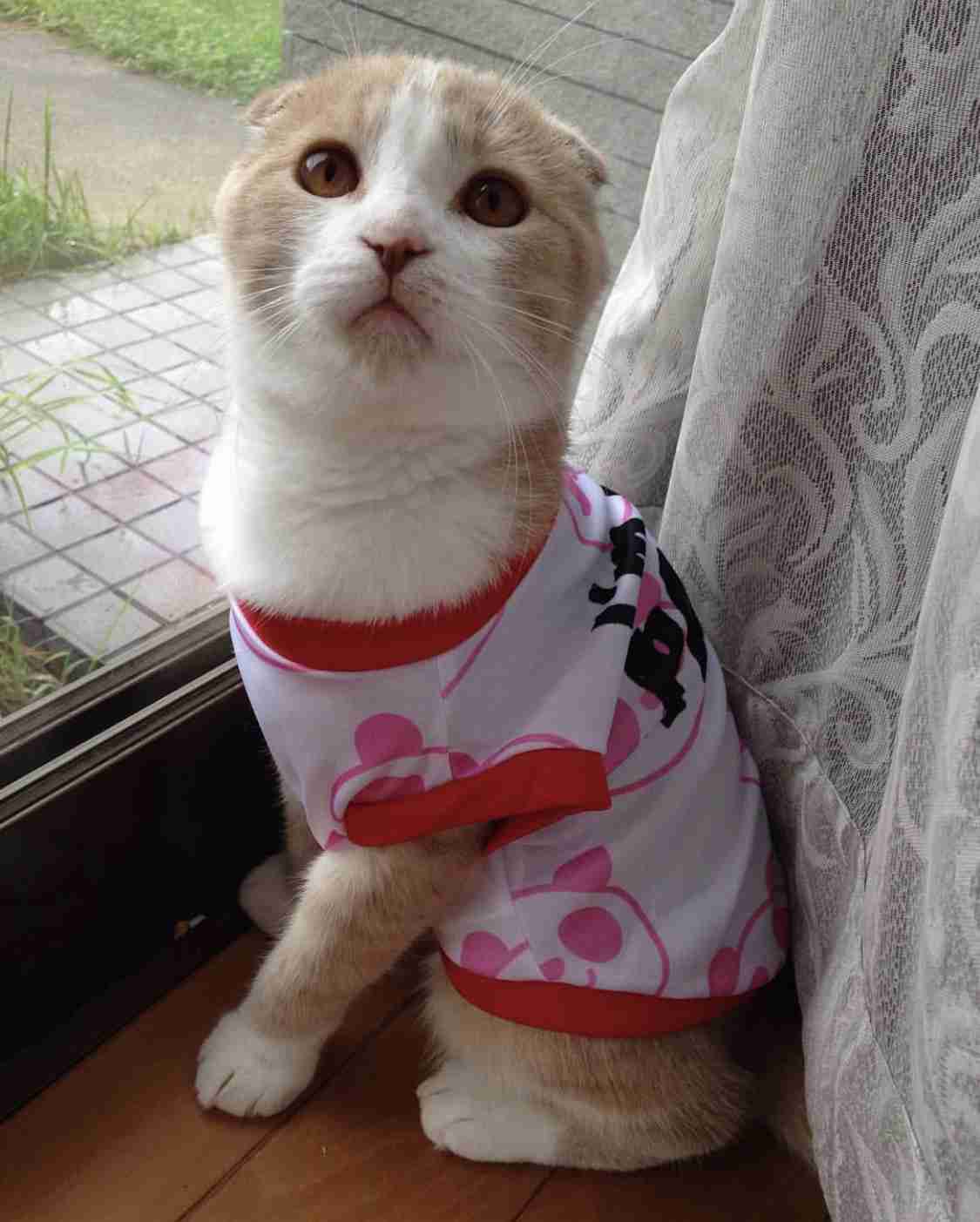 ペットの写真を貼っていくトピ