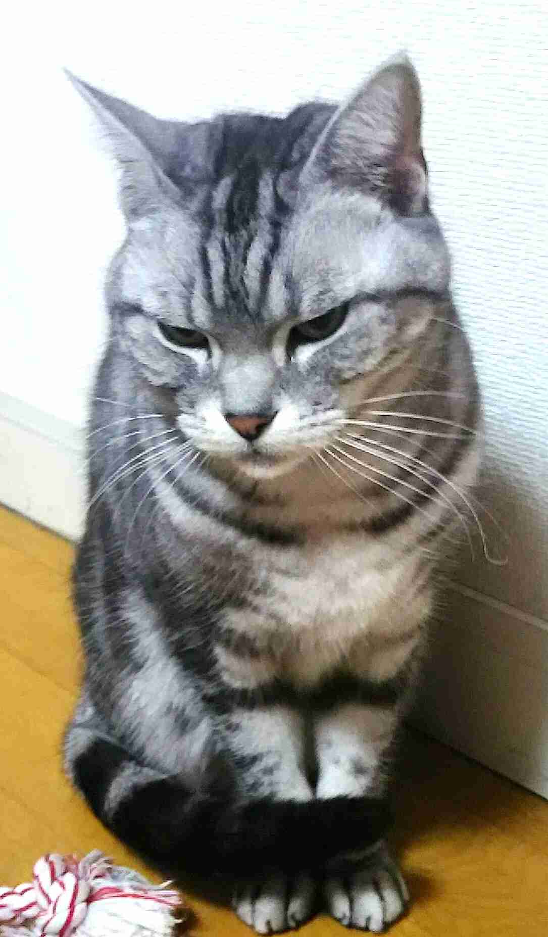 ペットの写真を貼っていくトピ