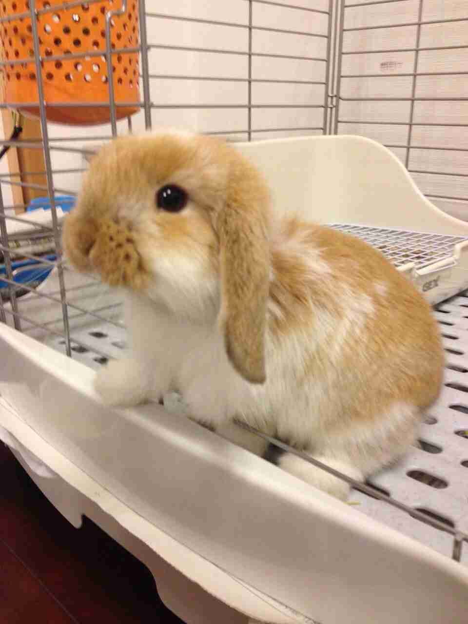 ペットの写真を貼っていくトピ