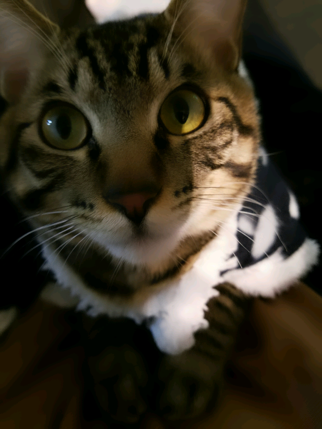 ペットの写真を貼っていくトピ