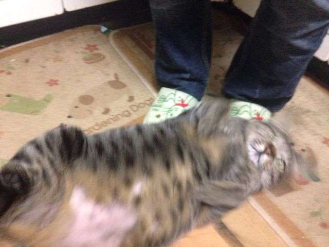 ペットの写真を貼っていくトピ