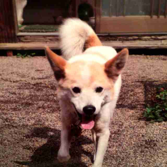 ペットの写真を貼っていくトピ