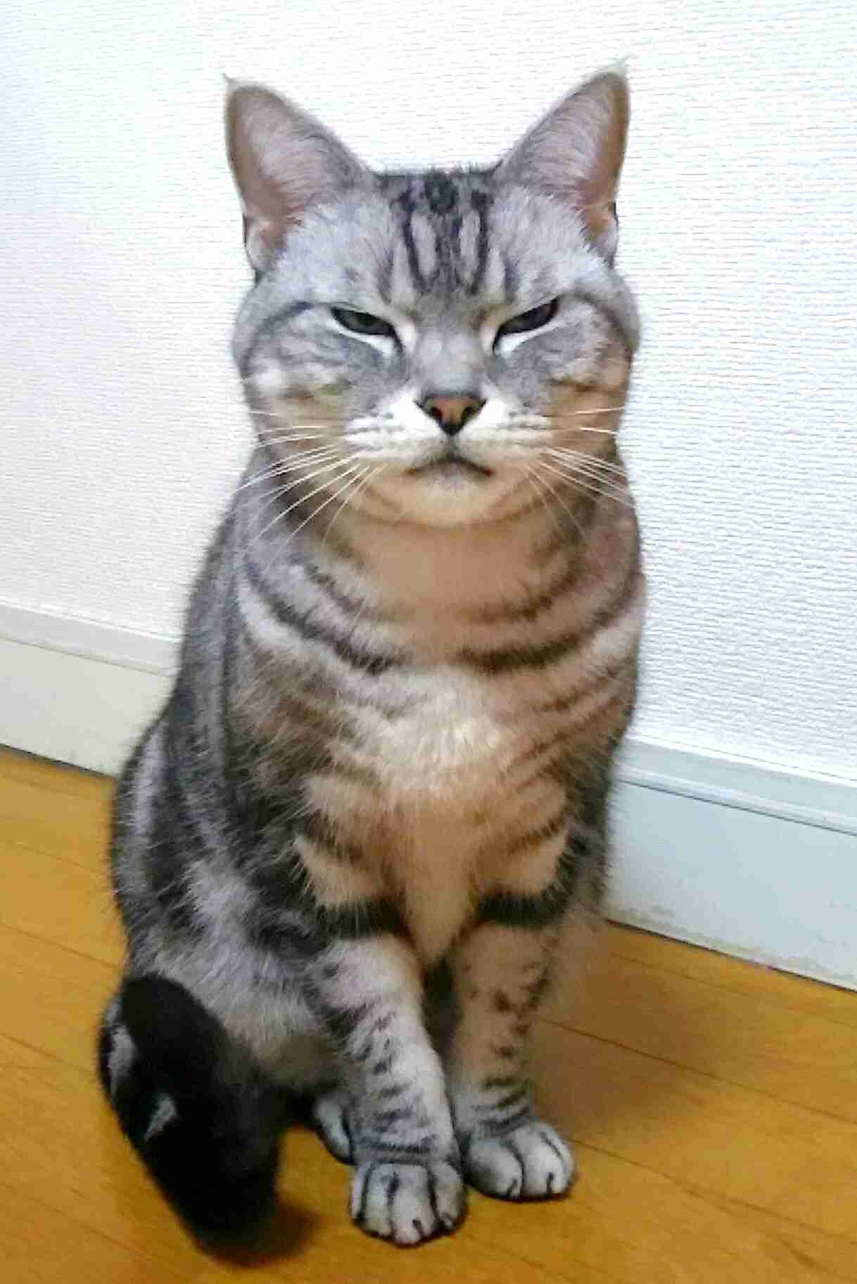 ペットの写真を貼っていくトピ