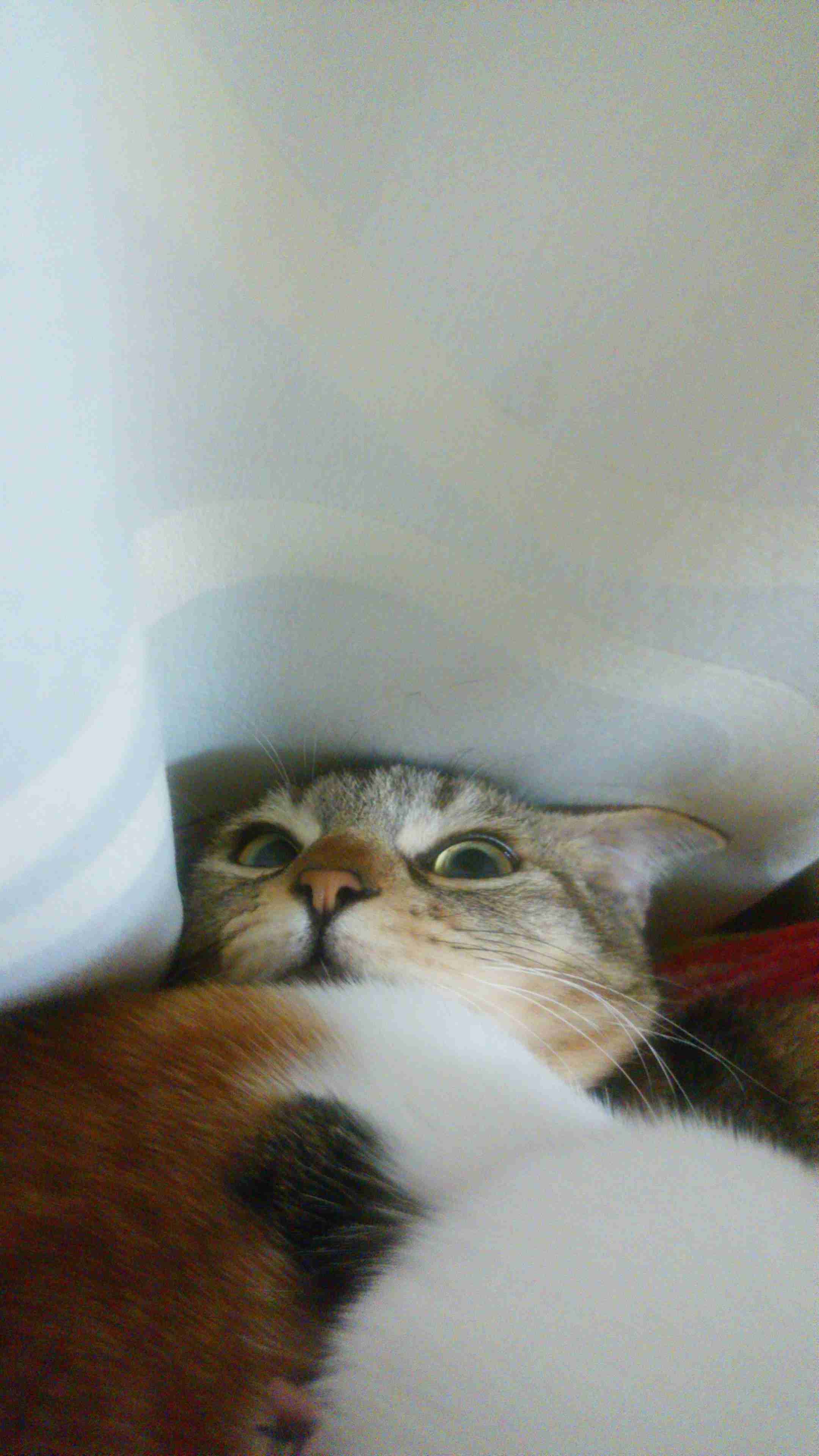 ペットの写真を貼っていくトピ