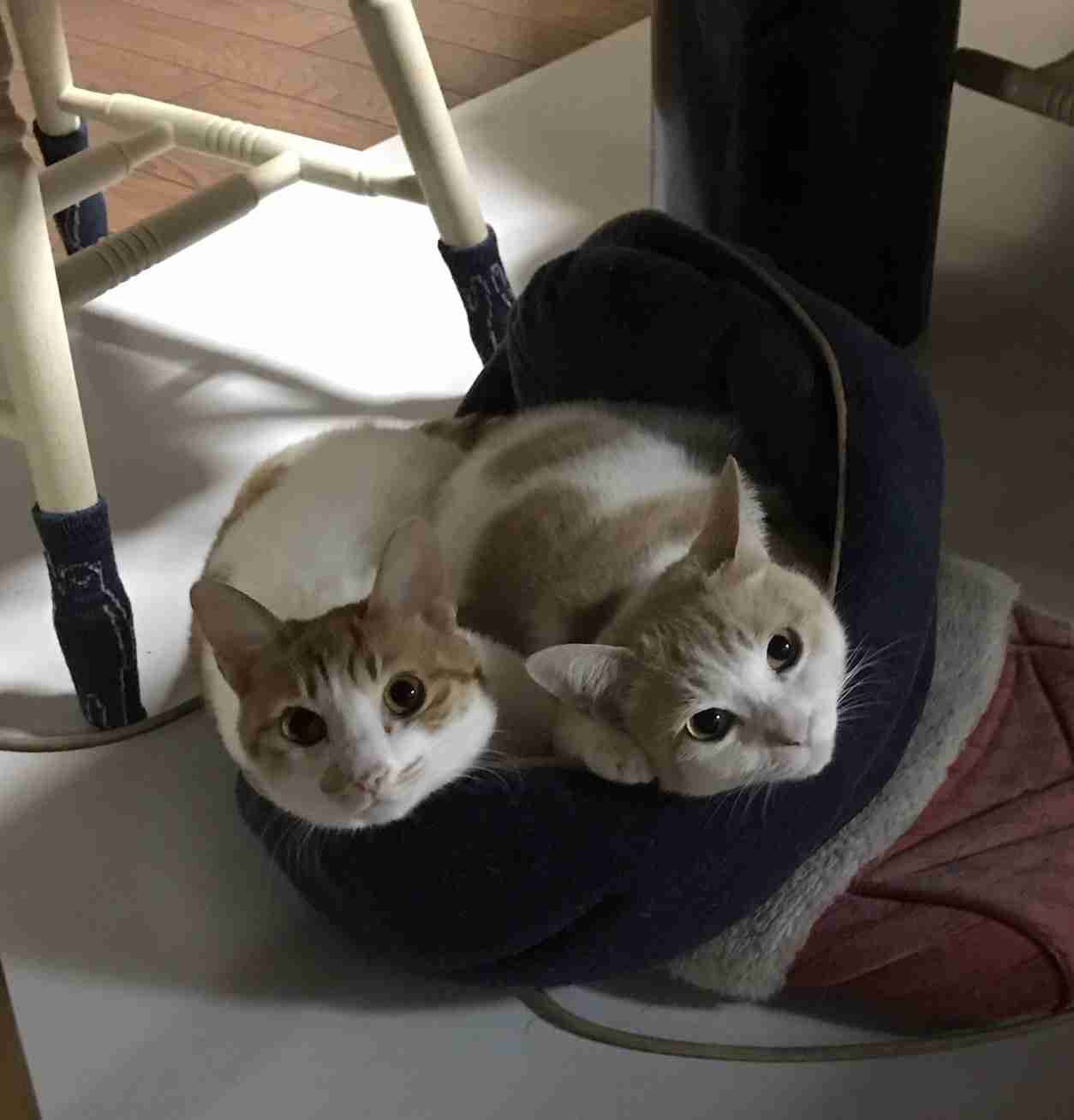 ペットの写真を貼っていくトピ