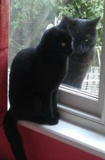 バイト病欠罰金などが影響!?　新規オープンのセブンイレブンが従業員募集で「ノルマ罰金無し」