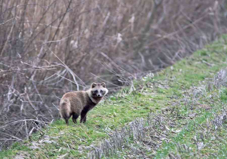北海道の動物を愛でる会