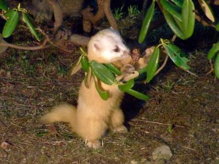 北海道の動物を愛でる会