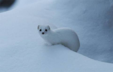 北海道の動物を愛でる会