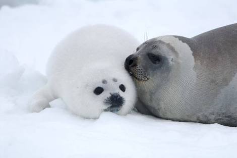 北海道の動物を愛でる会