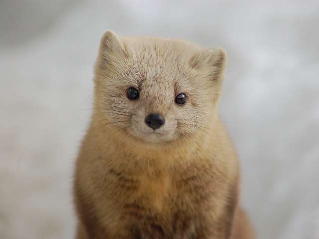 北海道の動物を愛でる会