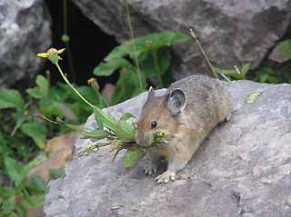 北海道の動物を愛でる会