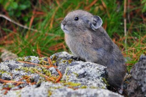 北海道の動物を愛でる会