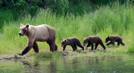 北海道の動物を愛でる会