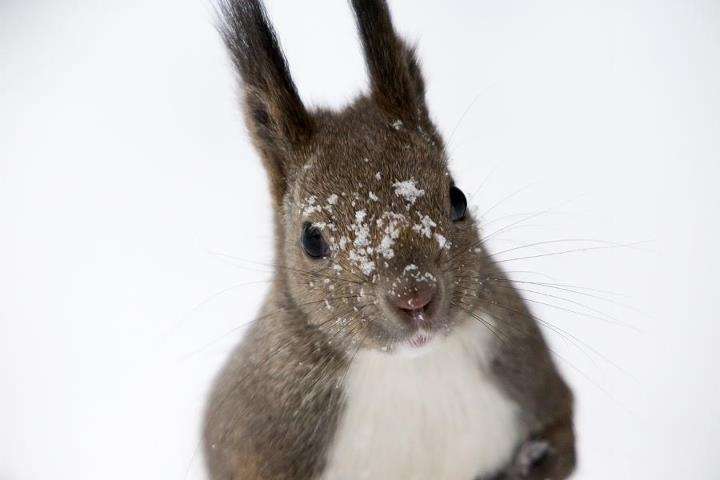 北海道の動物を愛でる会