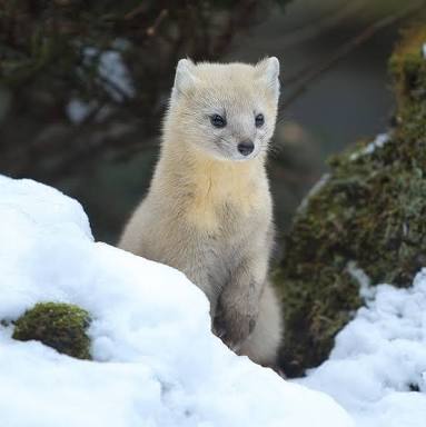 北海道の動物を愛でる会